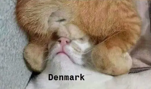 Denmark cats