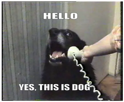 Hello... YES, THIS IS DOG