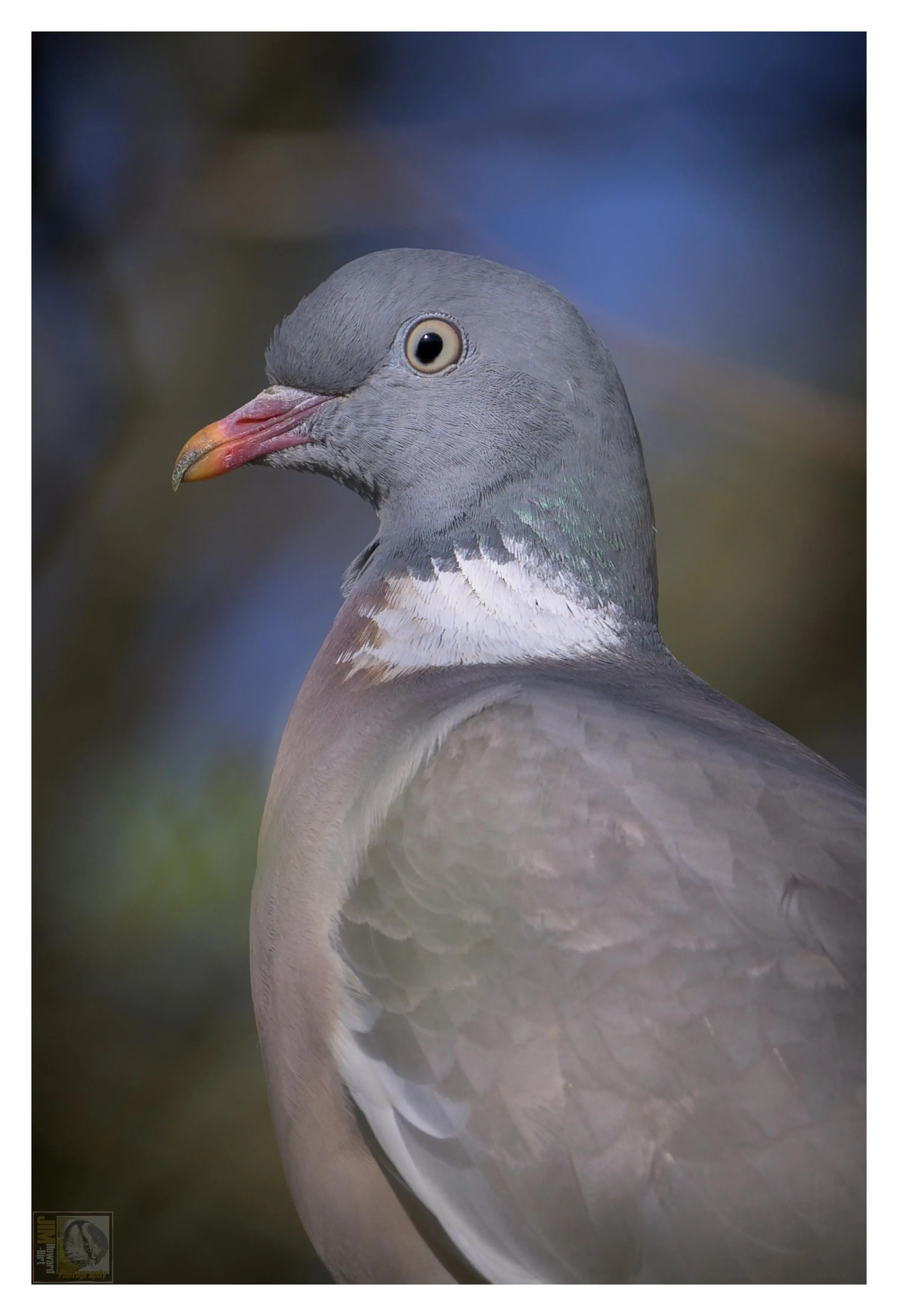 a side profile photo of a woodpigeon