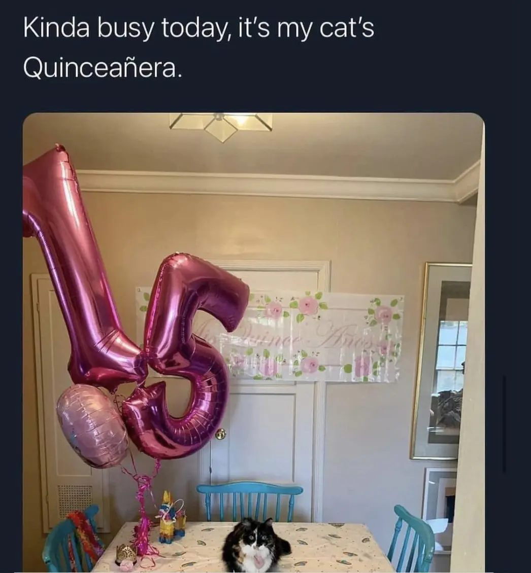 Image of cat on kitchen table with shiny foil balloons that spell "15." Caption that reads: "Kinda busy today, it's my cat's Quinceañera."