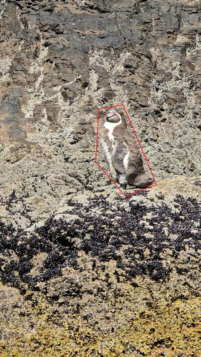 El pingüino camuflado, encerrado en rojo para distinguirlo