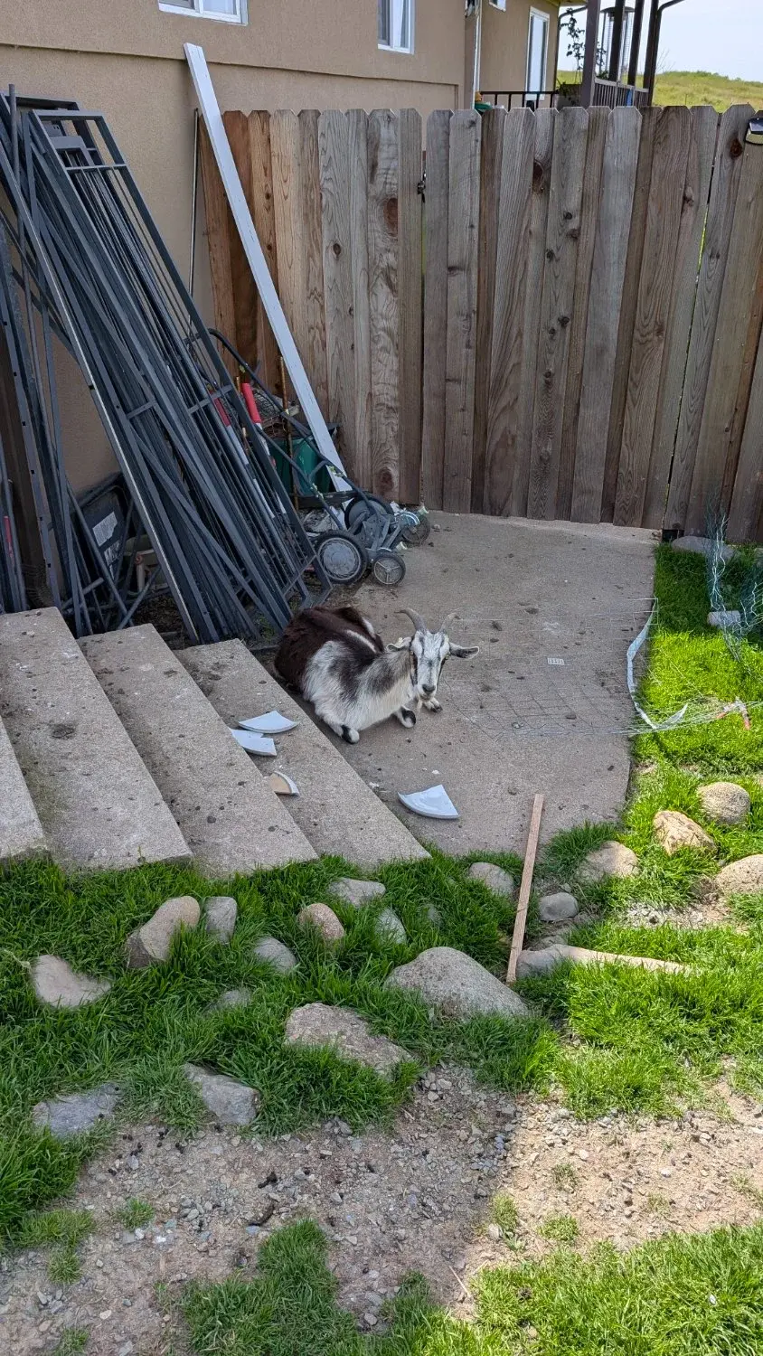 This is one of mine that destroyed a couple of my berry bushes when they broke down my fence