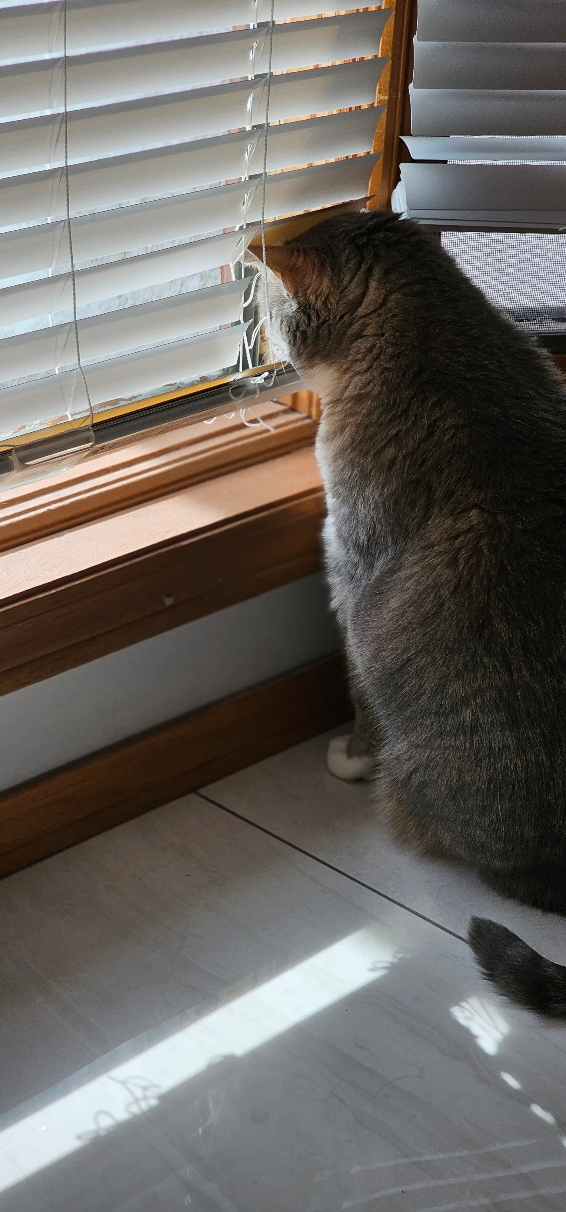 A cat looking out the window through a spot where the slats of the blinds are cut off. 