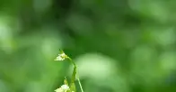 By a Stream in Vermont, a Glimpse of a Plant Last Seen a Century Ago | “Are you sitting down?” Vermont’s state botanist asked a fellow plant expert after spotting false mermaid-weed last month.