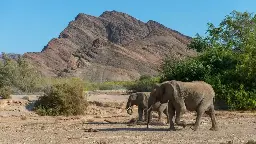 African leaders say elephants need to die for food. Critics says it’s cruel and won’t work | CNN