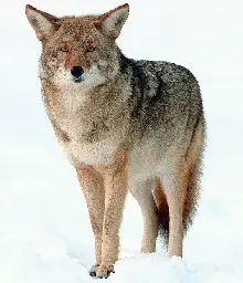 Coyote - Wikipedia