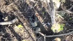 [NSFL] Russian invader gets butchered and barbequed by drone grenades.