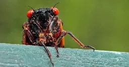 Up to a Trillion Cicadas Are About to Emerge in the U.S.