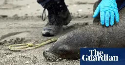 Sick sea lions stranded on California coast as experts fear algae poisoning