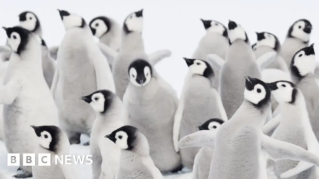 Climate change: Thousands of penguins die in Antarctic ice breakup