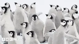 Climate change: Thousands of penguins die in Antarctic ice breakup