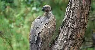 How a Crisis for Vultures Led to a Human Disaster: Half a Million Deaths | The birds were accidentally poisoned in India. New research on what happened next shows how wildlife collapse can be deadly