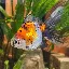 fancygoldfish