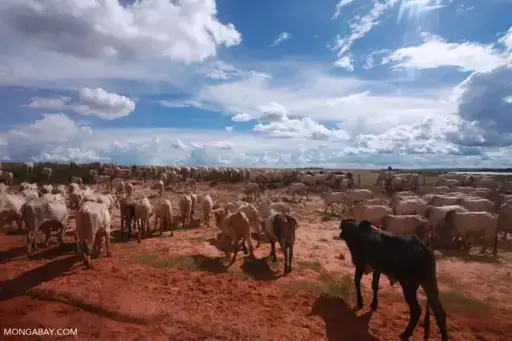 Reserve in Brazilian Amazon struggles as ‘aggressive’ deforestation spreads