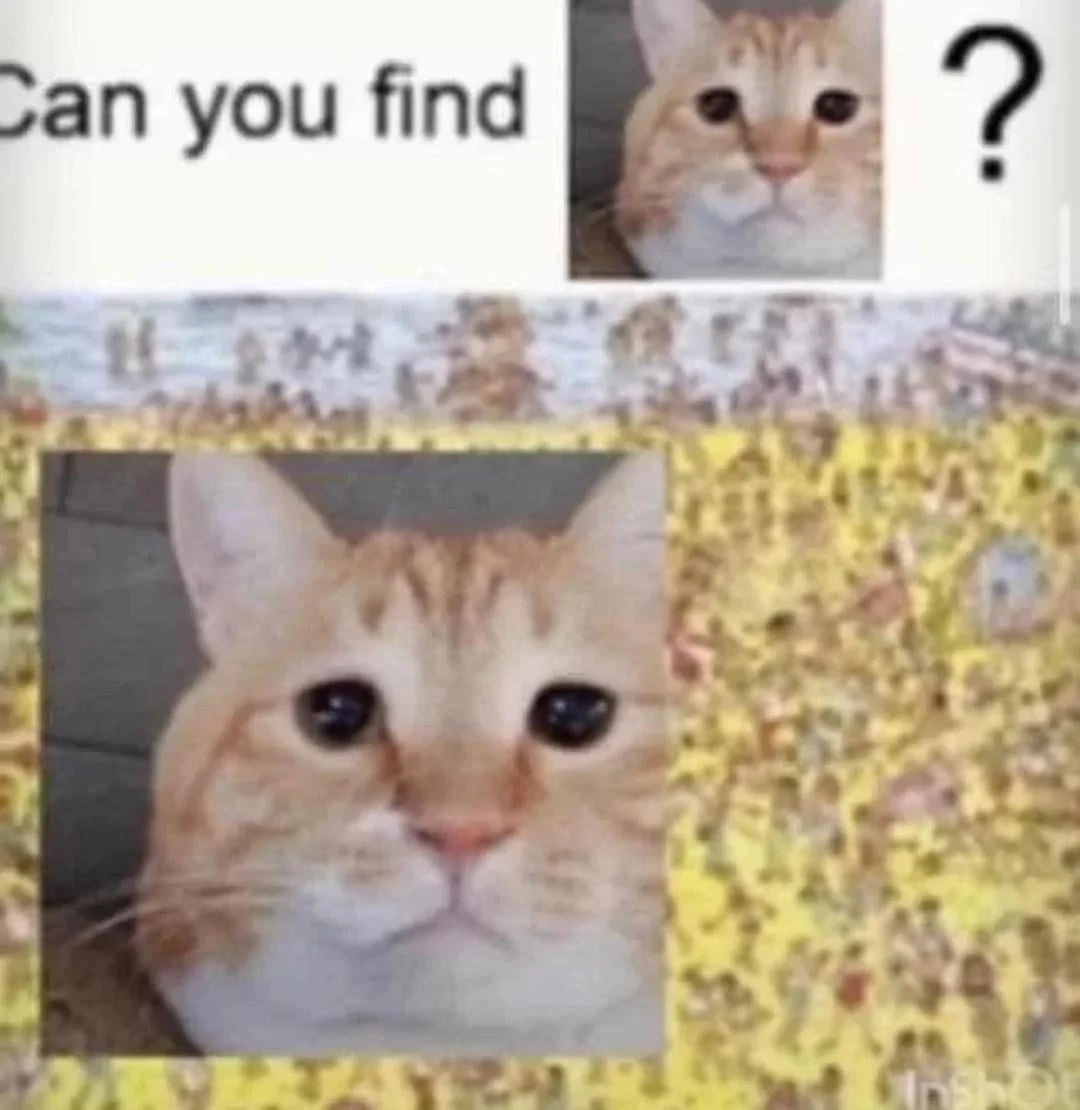 A where's waldo image, with the caption can you find [picture of a cat looking weirdly into the camera]. The where's waldo puzzle is edited so that that same cat picture is largely displayed in the middle