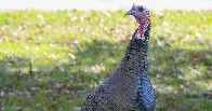 This Turkey Just Will Not Stop Crossing the Road | In West Orange, N.J., the morning commute is complicated by a fearless wild turkey who regularly runs into traffic.