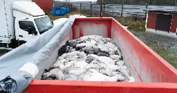 Valtio maksaa turkistarhoille yli 50 miljoonaa euroa korvauksia lintuinfluenssan takia lopetetuista eläimistä