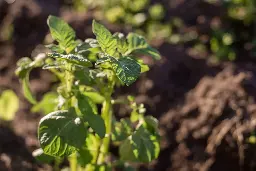 Farmers sound the alarm for our global food supply as staple crop becomes increasingly difficult to grow: 'The crop is sensitive'