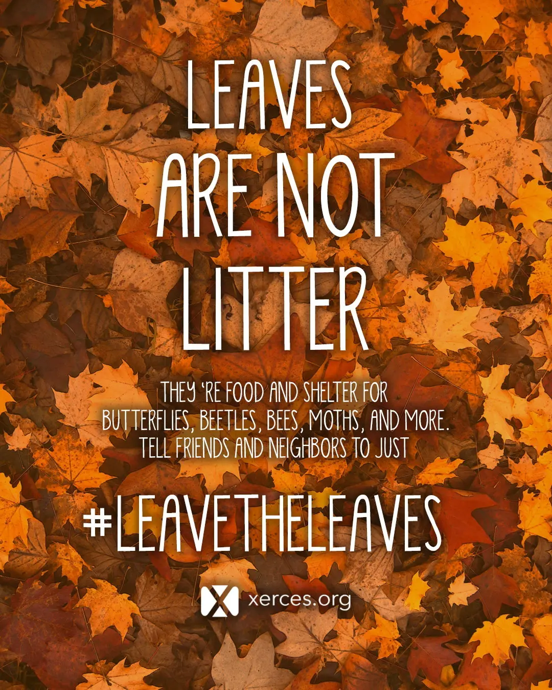 Picture of a pile of fall colored leaves with white text, quoted in the post body