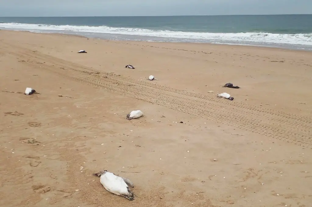 Around 2,000 penguins wash up dead on Uruguay coast