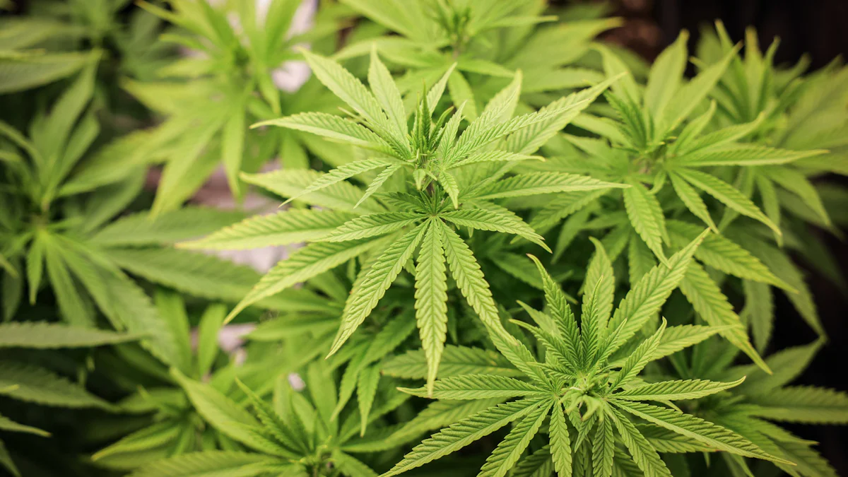 Cannabis in der Wohnung: Wann Anbau und Kiffen erlaubt sind