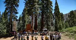 To Protect Redwoods, They Lit a Fire