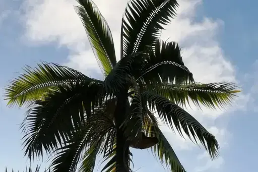 Last wild hurricane palm of its kind falls, marking extinction