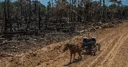 The Mennonites Making the Amazon Their Home