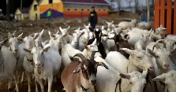 Russia sends 447 goats to North Korea after Kim Jong Un sucks up to Putin