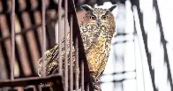 The Year Flaco the Owl Roamed Free | He fled the Central Park Zoo and made the rest of Manhattan his new home. What has he been up to?