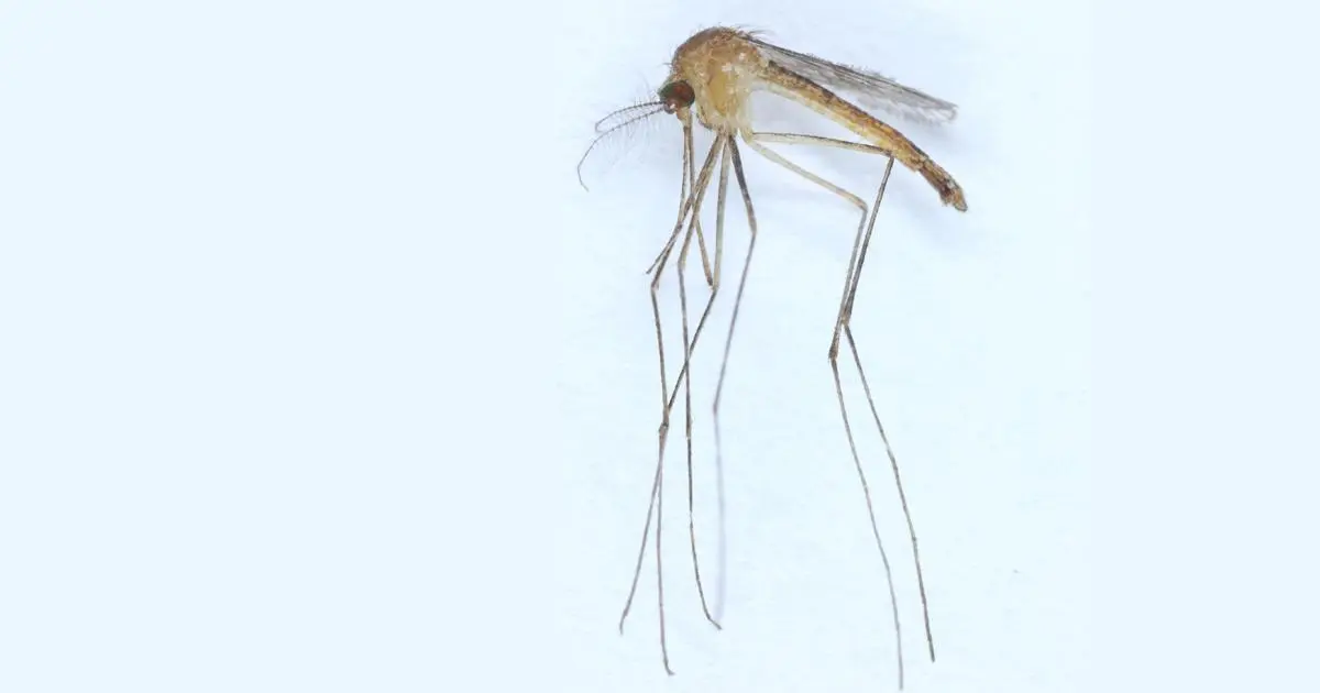 A new species of mosquitoes found in Finland – official count of species now at 44 | University of Helsinki