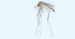 A new species of mosquitoes found in Finland – official count of species now at 44 | University of Helsinki