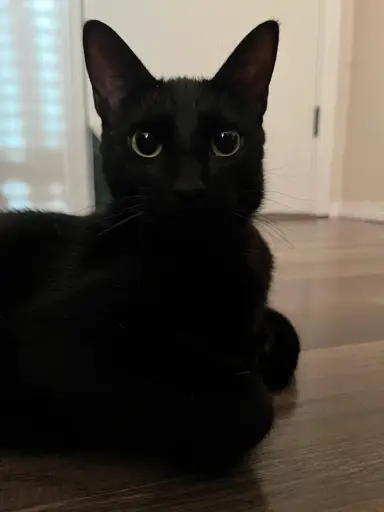 Vulkan, a black cat, sits staring at the camera