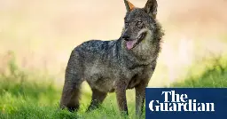 ‘Shameful loss’: wolves declared extinct in Andalucía