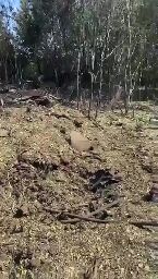 Russian shows what is left of their BMP-3 after the operation of the Ukrainian heavy drone.