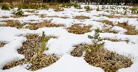 Where Did the Snow Go? “A visceral feeling of what climate change looks and feels like.”