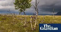 What happens to the world if forests stop absorbing carbon? Ask Finland