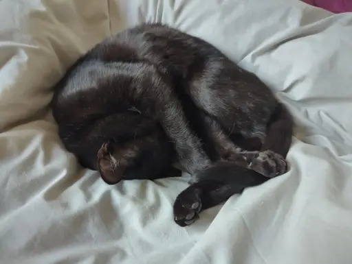 Curled up and asleep void